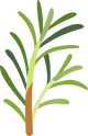 Rosemary Oil